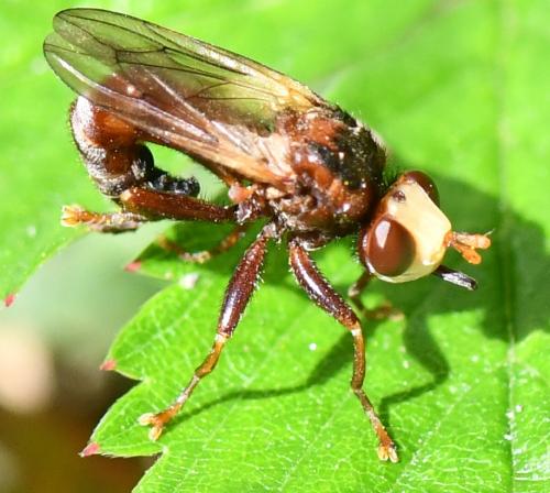 Réf. 262 157 : Sicus ferrugineus